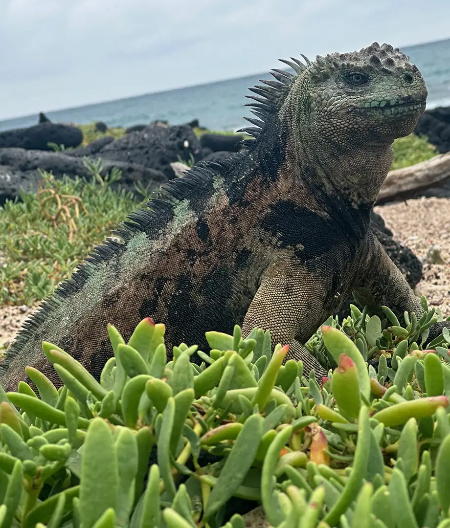 Islas Galápagos
